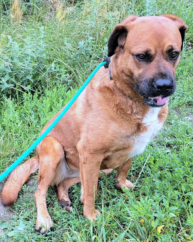 H O N E Y   ****  GEADOPTEERD ***   