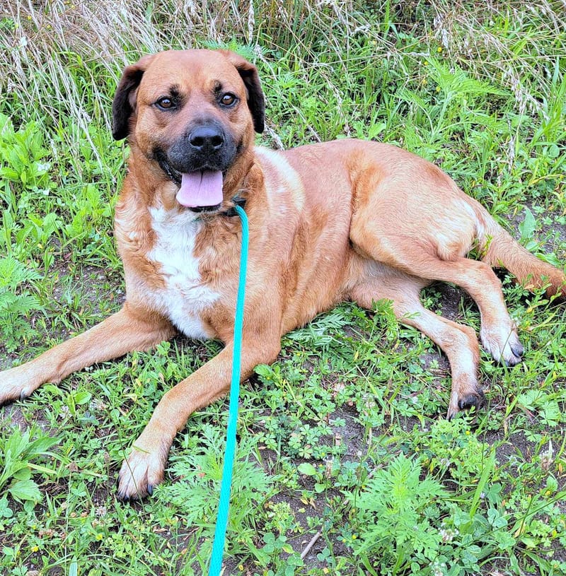 H O N E Y   ****  GEADOPTEERD ***   