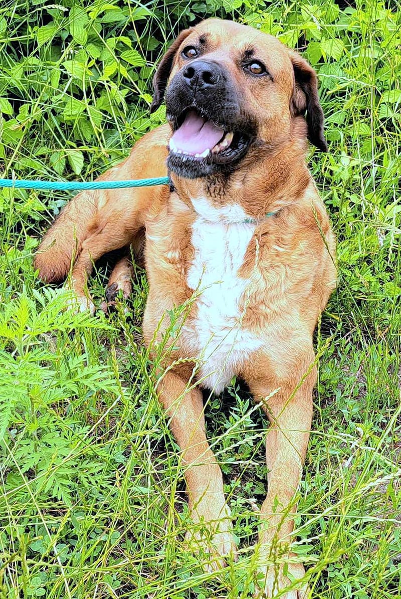 H O N E Y   ****  GEADOPTEERD ***   