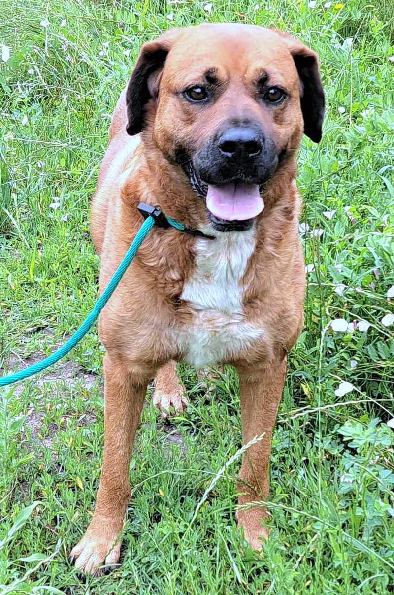 H O N E Y **** PRE RESERVATIE *** Ze wacht al 6 jaar!!!