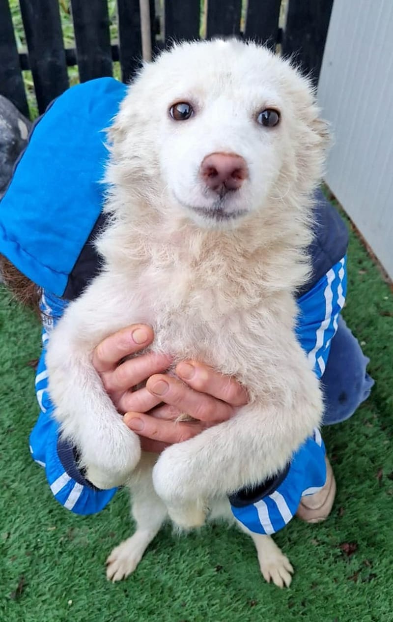 B L A N C A    ***  GEADOPTEERD IN UK  ***