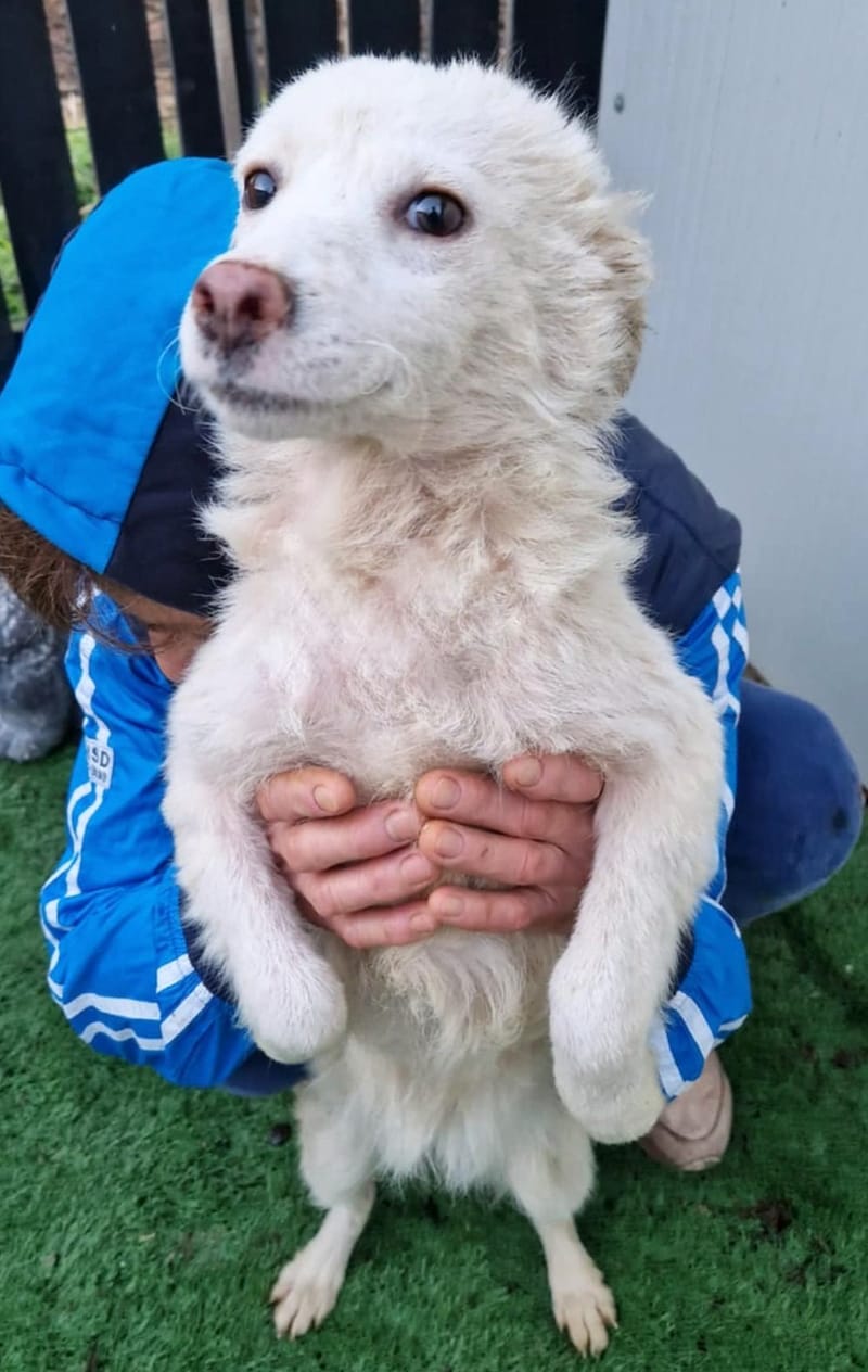 B L A N C A    ***  GEADOPTEERD IN UK  ***