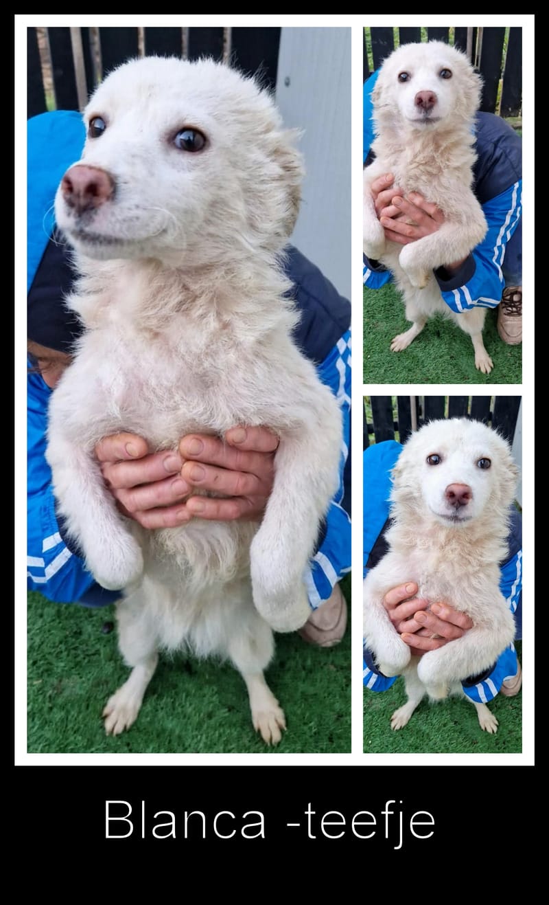 B L A N C A    ***  GEADOPTEERD IN UK  ***