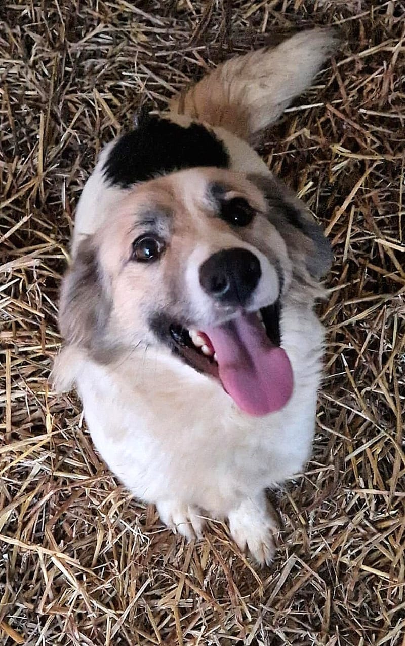 K A T O   *** G E A D O P T E E R D  ***