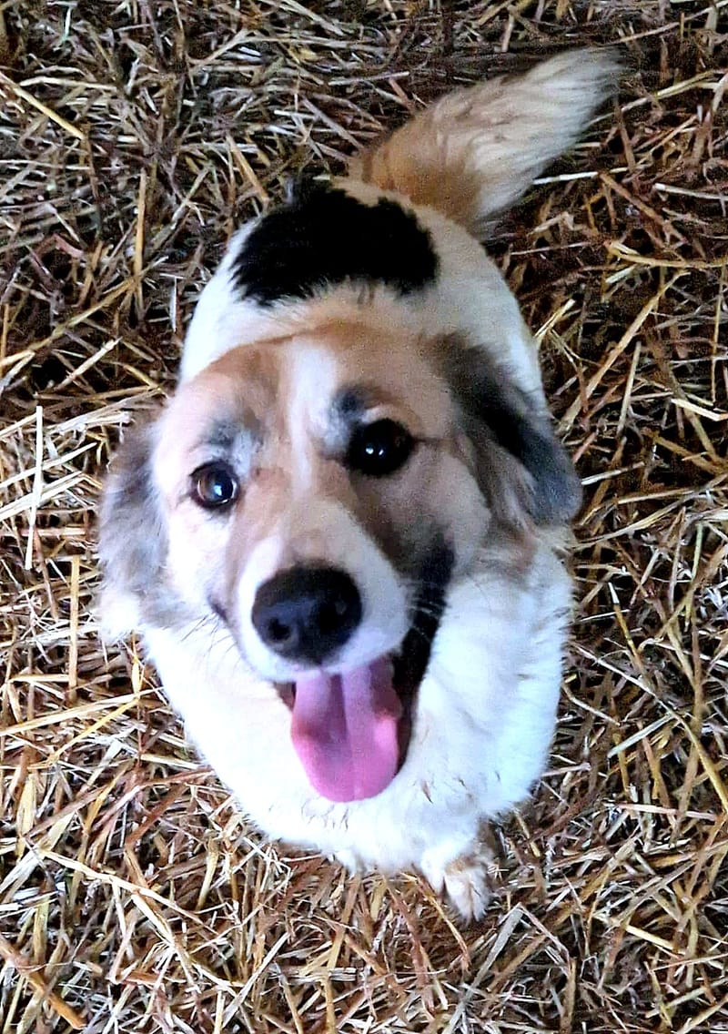 K A T O   *** G E A D O P T E E R D  ***