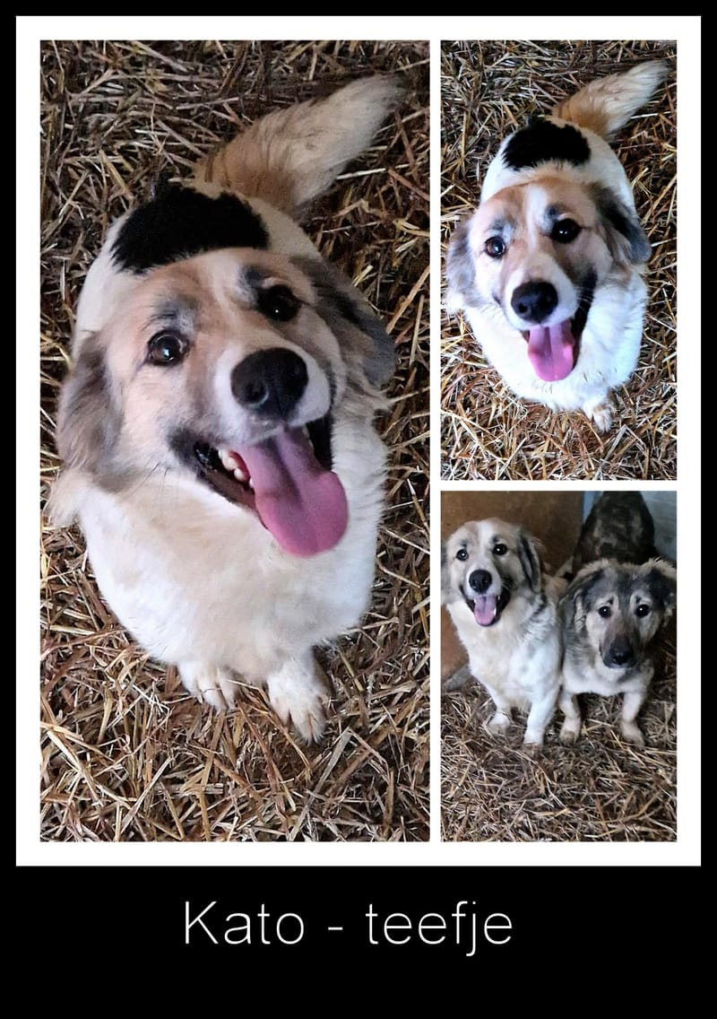 K A T O   *** G E A D O P T E E R D  ***