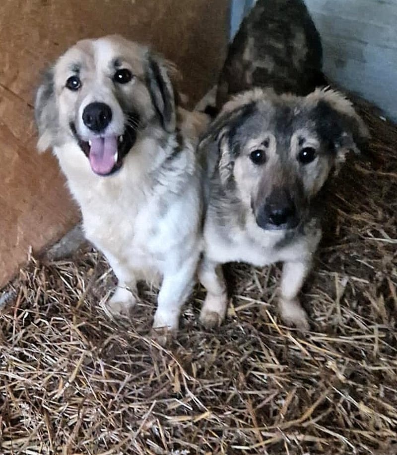 L I S S A      *** G E A D O P T E E R D  ***