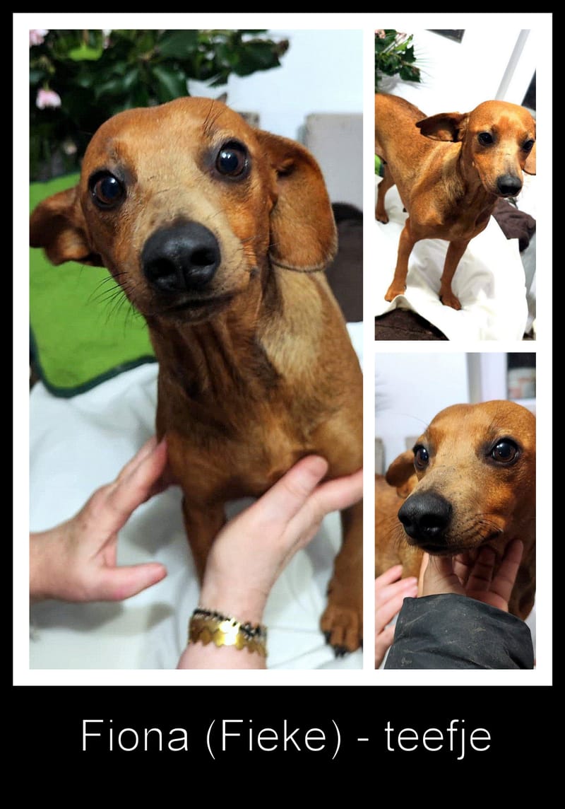 F I O N A (FIEKE) *** G E A D O P T E E R D ***