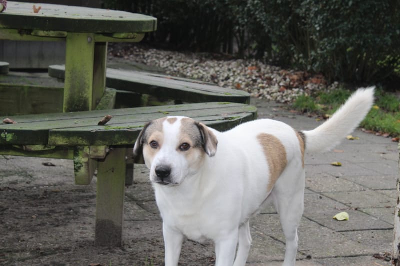  *** GEADOPTEERD *** 🐾💛 Maak kennis met Buddy in Nederland – een lieve ziel op zoek naar zijn Forever Home 💛🐾