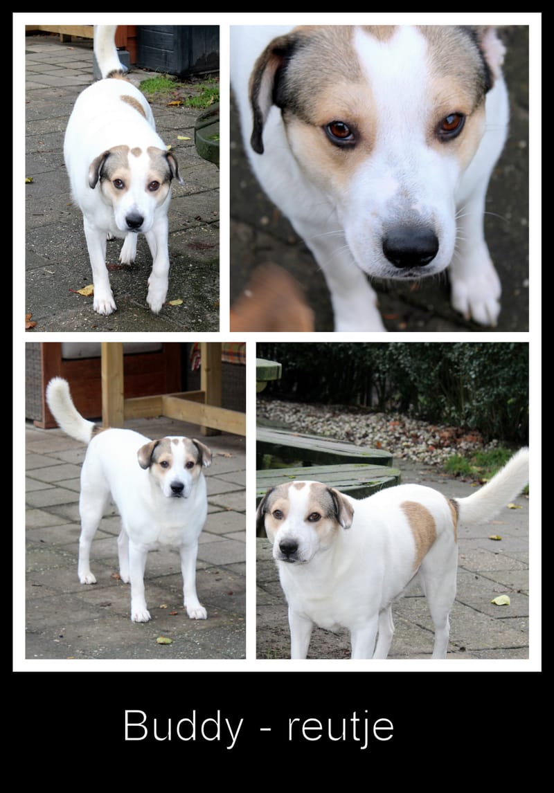  *** GEADOPTEERD *** 🐾💛 Maak kennis met Buddy in Nederland – een lieve ziel op zoek naar zijn Forever Home 💛🐾
