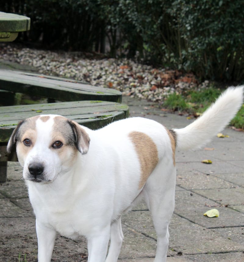  *** GEADOPTEERD *** 🐾💛 Maak kennis met Buddy in Nederland – een lieve ziel op zoek naar zijn Forever Home 💛🐾