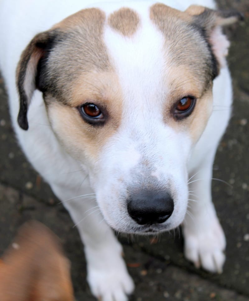  *** GEADOPTEERD *** 🐾💛 Maak kennis met Buddy in Nederland – een lieve ziel op zoek naar zijn Forever Home 💛🐾