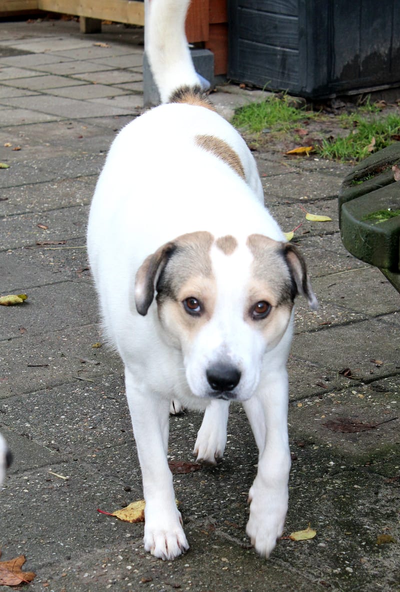  *** GEADOPTEERD *** 🐾💛 Maak kennis met Buddy in Nederland – een lieve ziel op zoek naar zijn Forever Home 💛🐾