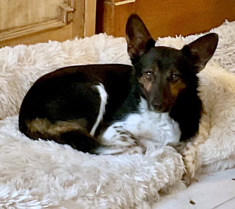 M O O N     *** GEADOPTEERD ***