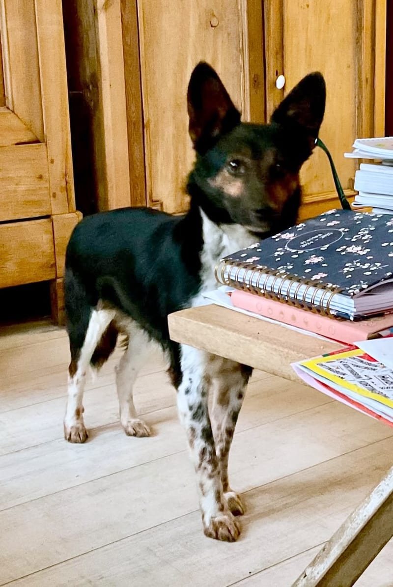 M O O N     *** GEADOPTEERD ***