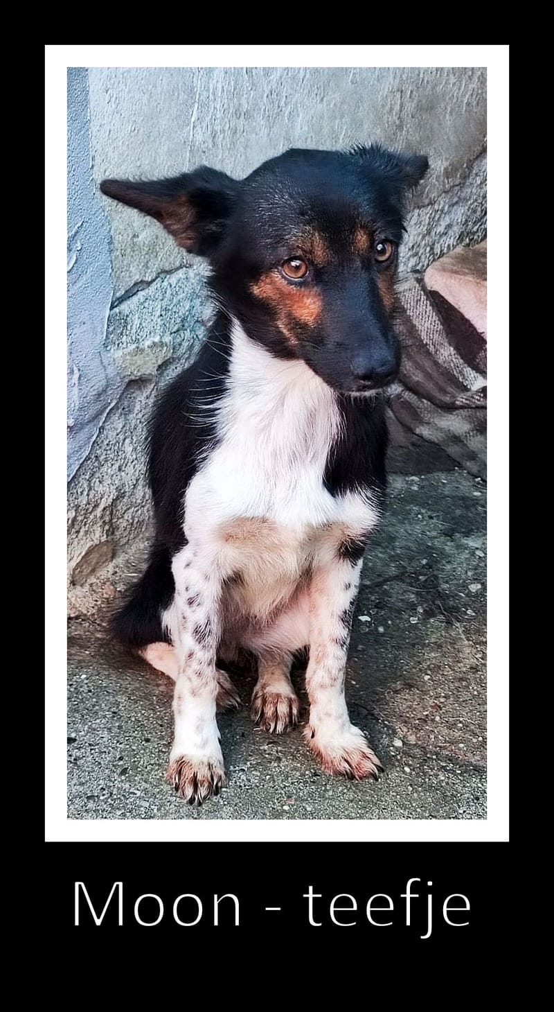 M O O N  *** GEADOPTEERD  ***