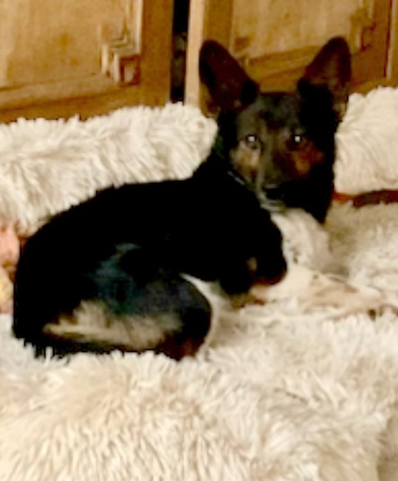 M O O N  *** GEADOPTEERD  ***