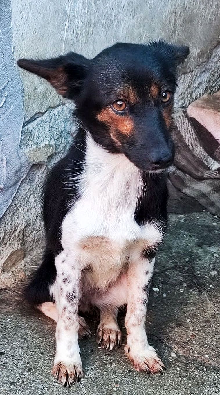 M O O N  *** GEADOPTEERD  ***