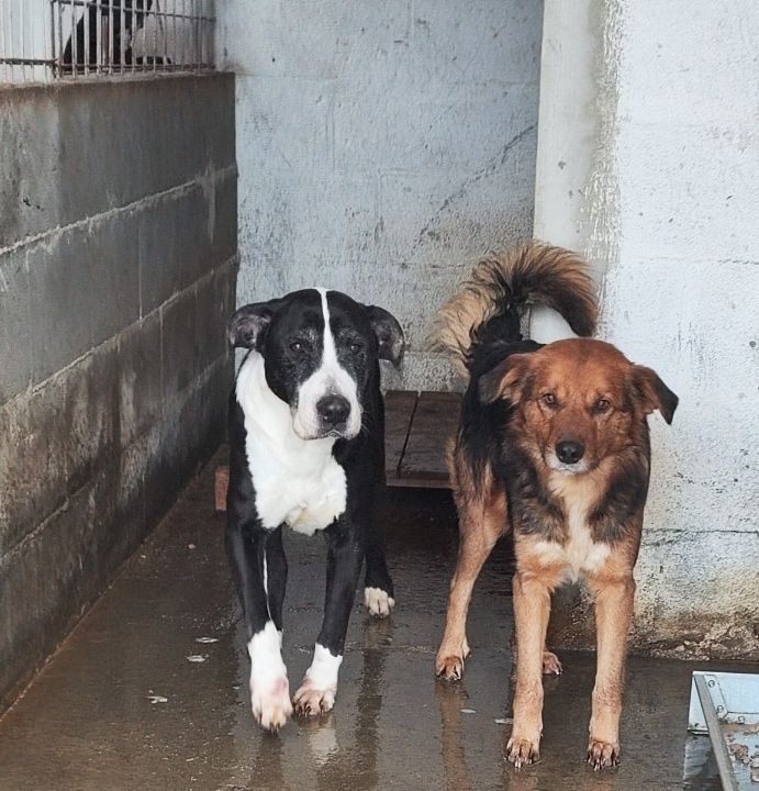 M A X   *** G E A D O P T E E R D   ***