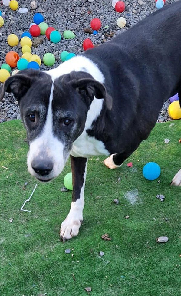 M A X   *** G E A D O P T E E R D   ***