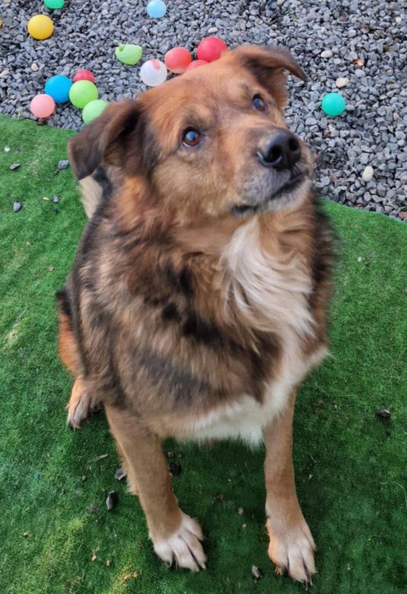 B R U N O    *** G E A D O P T E E R D  ***