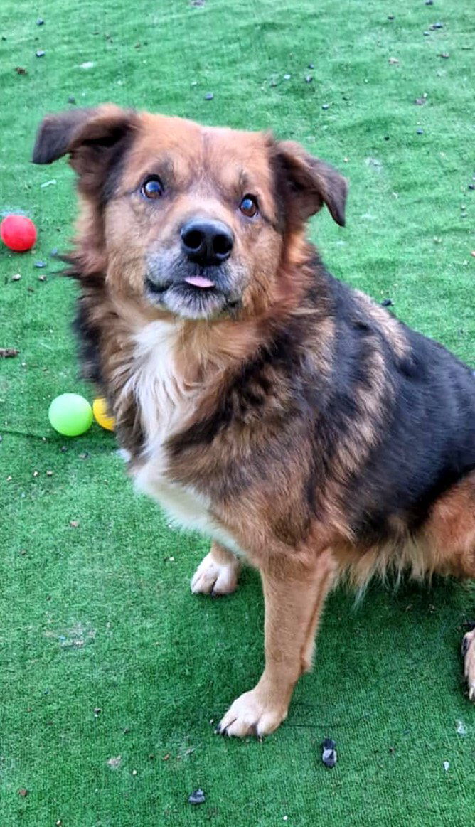 B R U N O    *** G E A D O P T E E R D  ***