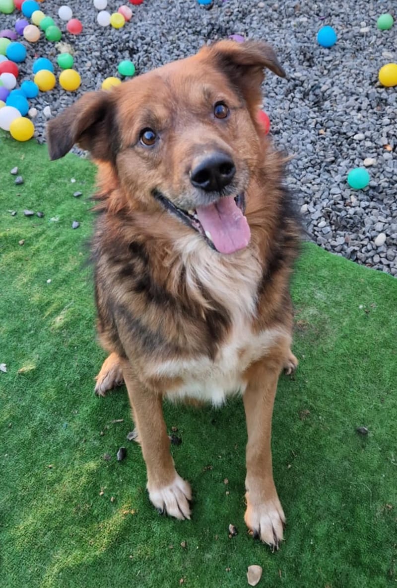 B R U N O    *** G E A D O P T E E R D  ***