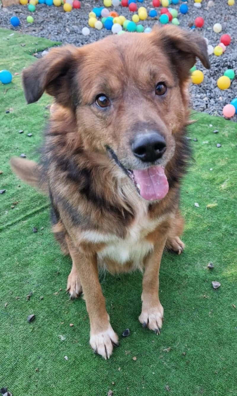 B R U N O    *** G E A D O P T E E R D  ***