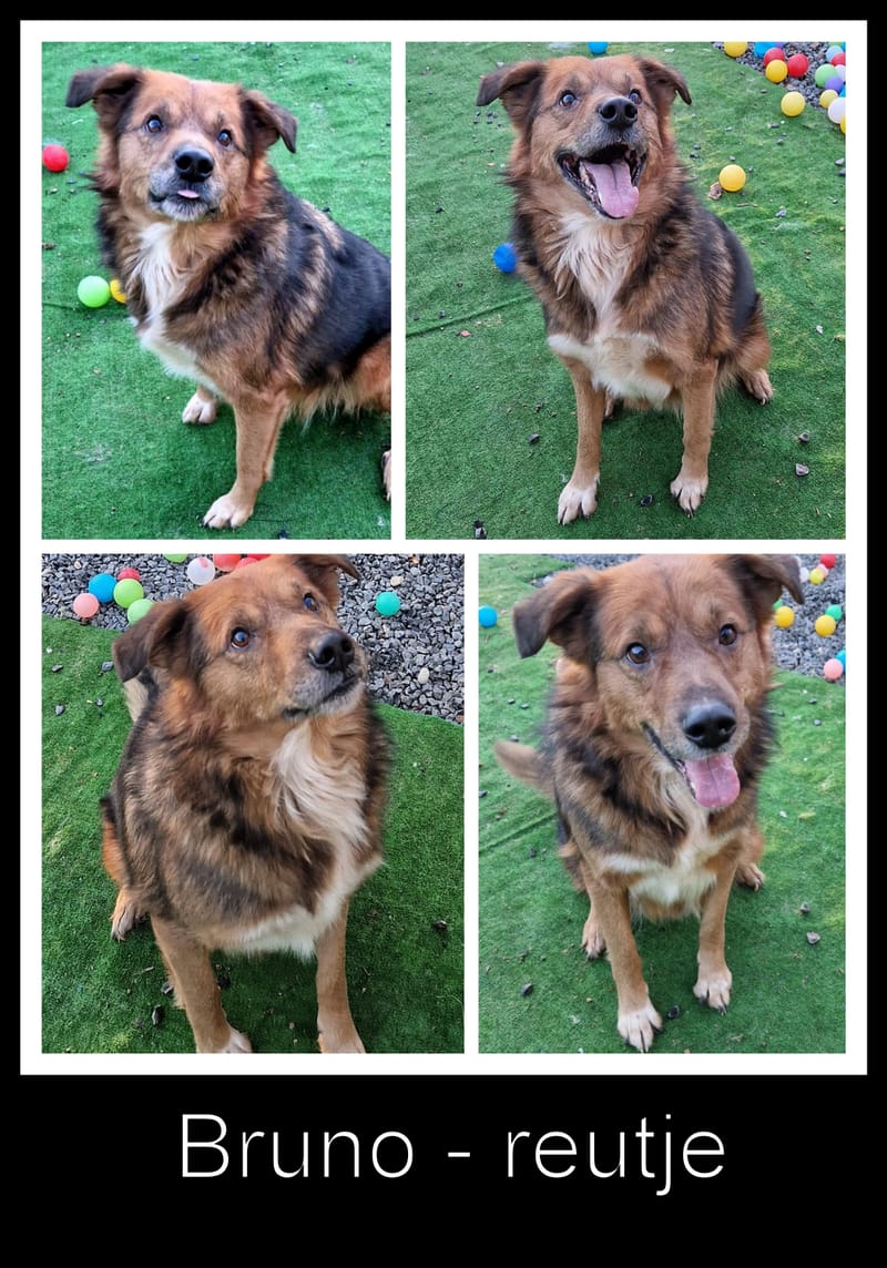 B R U N O    *** G E A D O P T E E R D  ***