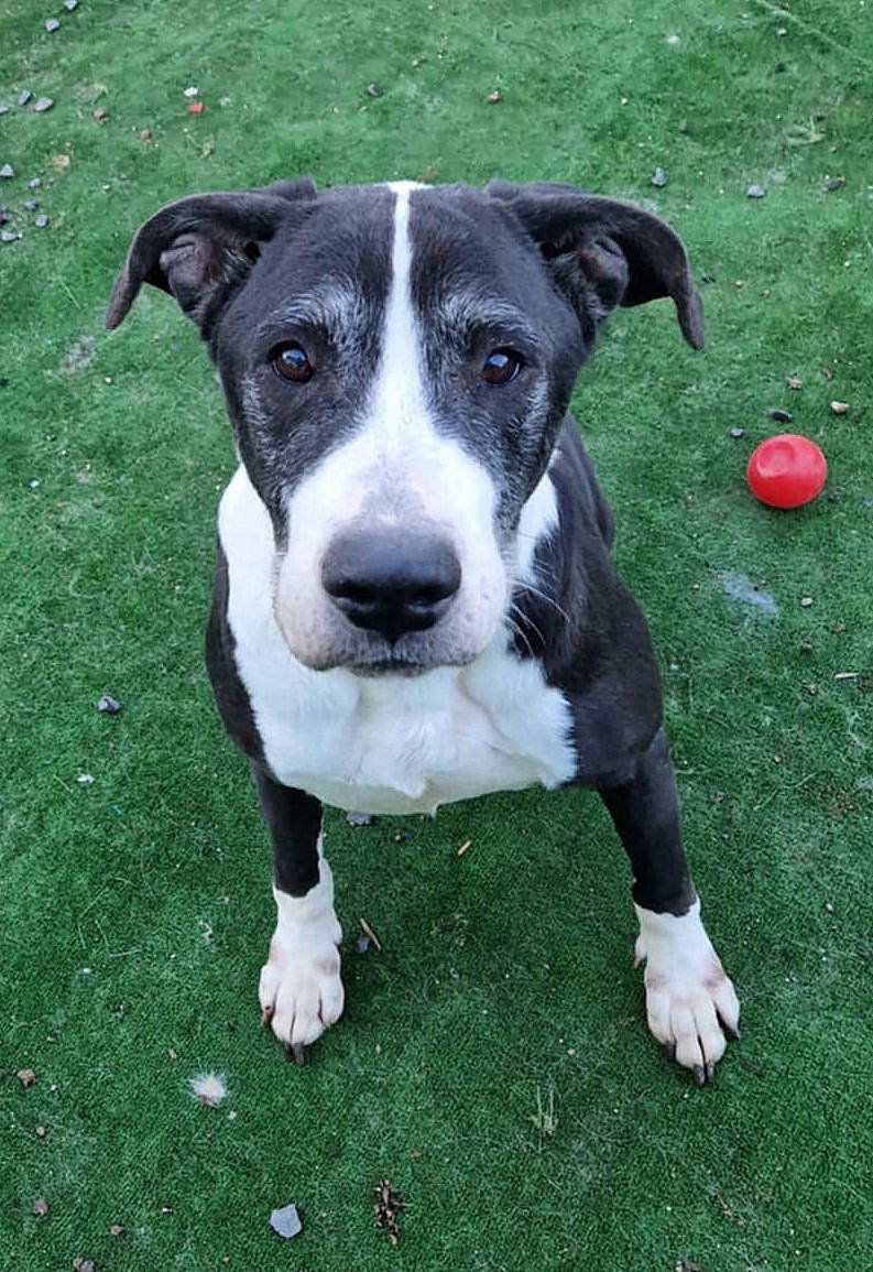 M A X   *** G E A D O P T E E R D   ***