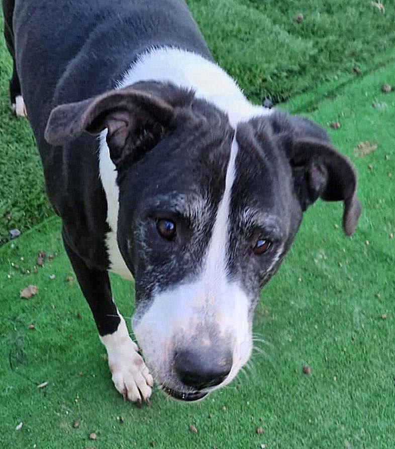 M A X   *** G E A D O P T E E R D   ***