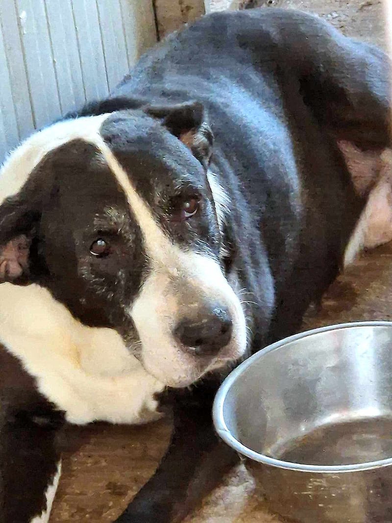 M A X   *** G E A D O P T E E R D   ***