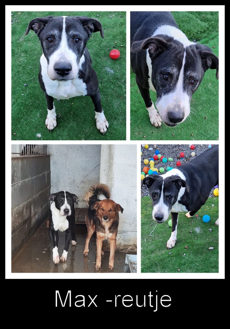 M A X  &  B R U N O  ***  S A M E N   G E A D O P T E E R D   ***