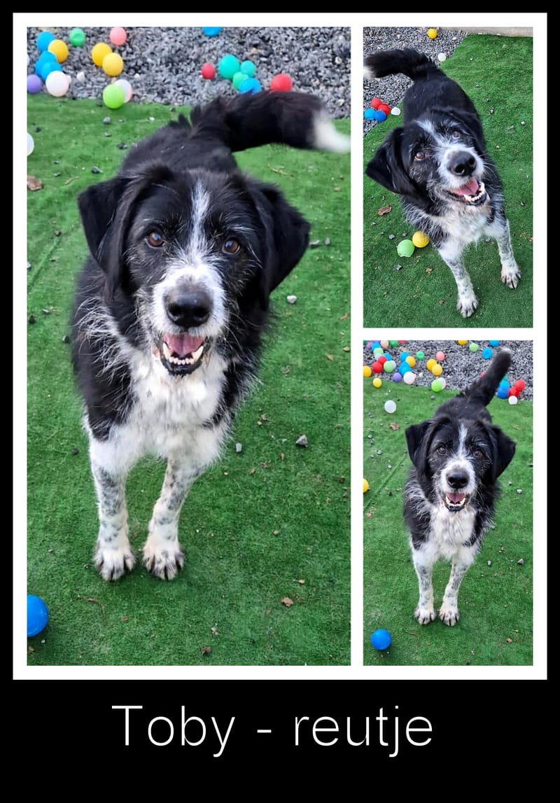 T O B Y   *** GEADOPTEERD IN UK ***