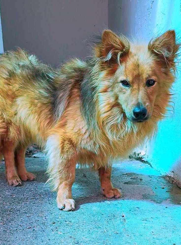 🐾✨ Ontmoet M O N T Y – een zachtaardige kleine gentleman ✨🐾