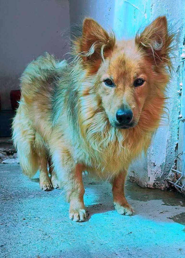 🐾✨ Ontmoet M O N T Y – een zachtaardige kleine gentleman ✨🐾