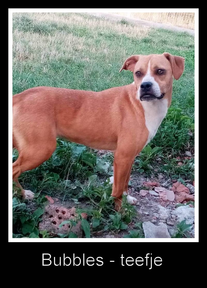 B U B B L E S   &    B L O S S O M 