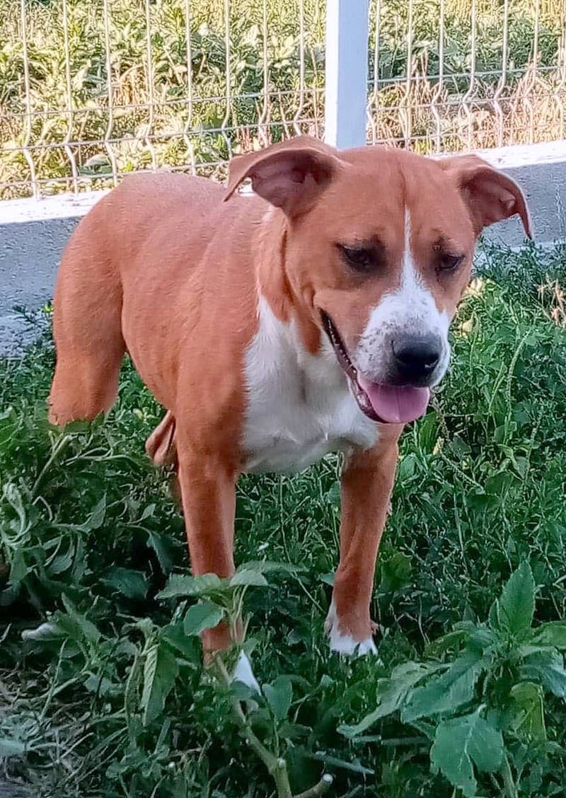 B U B B L E S   &    B L O S S O M 