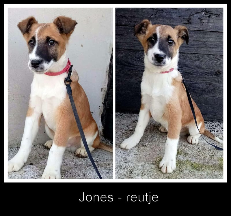 J O N E S *** G E A D O P T E E R D ***