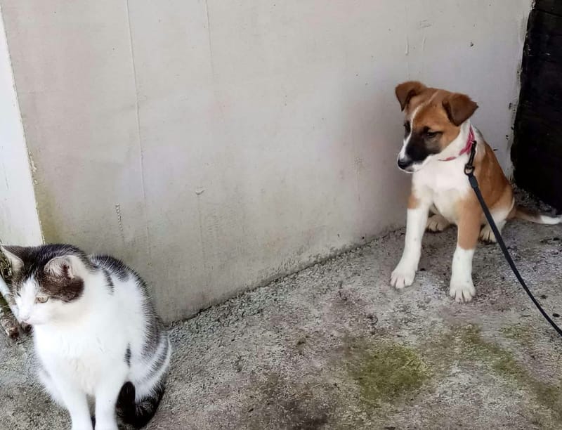 J O N E S *** G E A D O P T E E R D ***