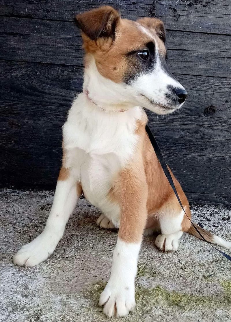 J O N E S *** G E A D O P T E E R D ***