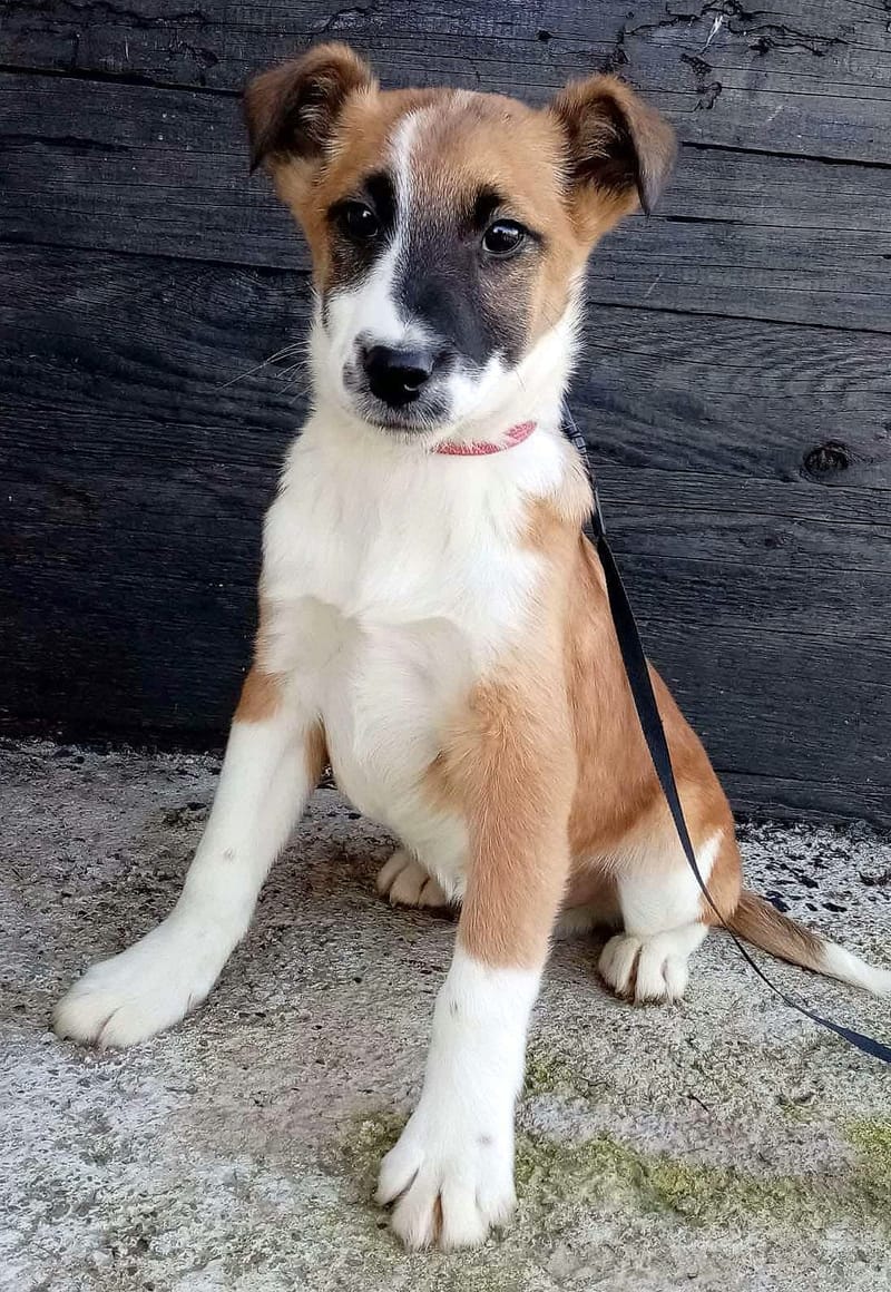 J O N E S *** G E A D O P T E E R D ***