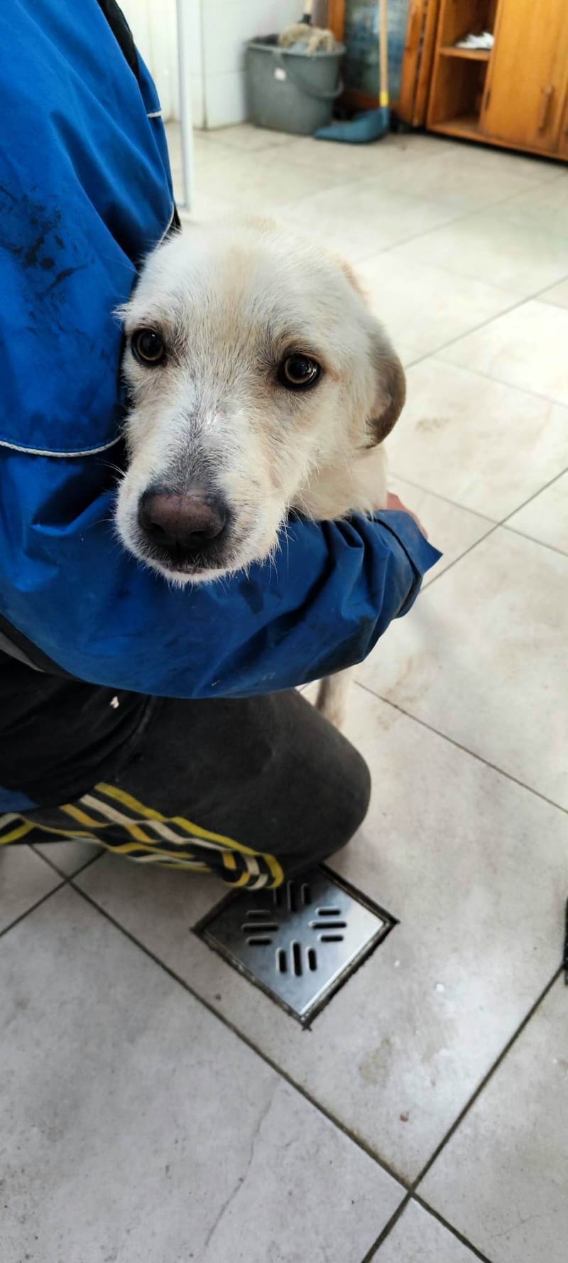 J U L L E K E    *** GEADOPTEERD IN UK   ***