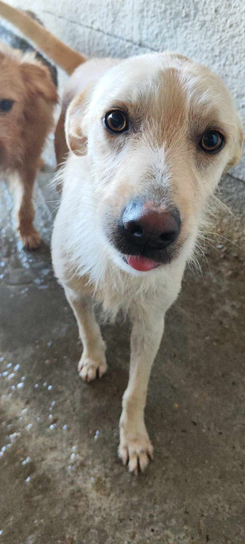 J U L L E K E    *** GEADOPTEERD IN UK   ***