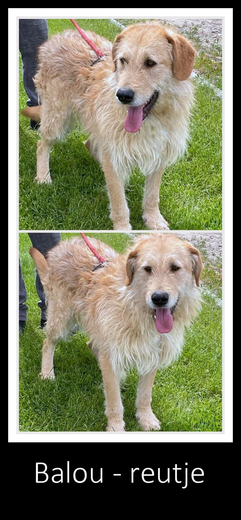 B A L O U   *** GEADOPTEERD IN UK   ***