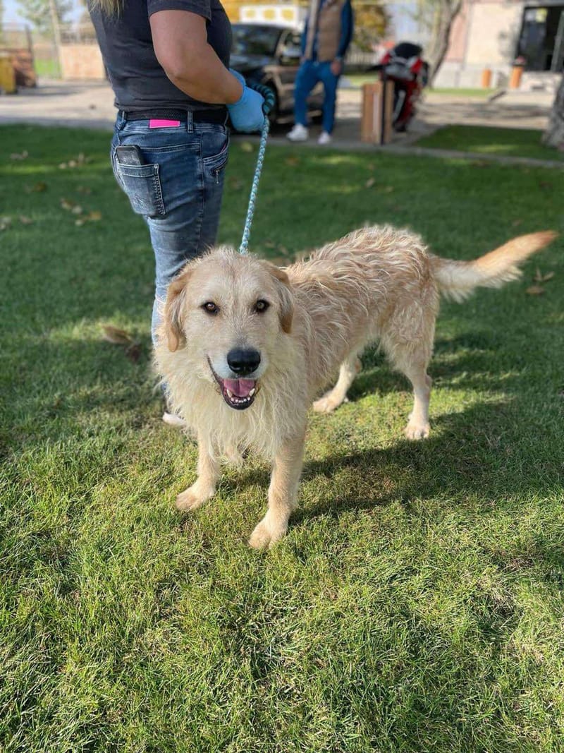 B A L O U   *** GEADOPTEERD IN UK   ***