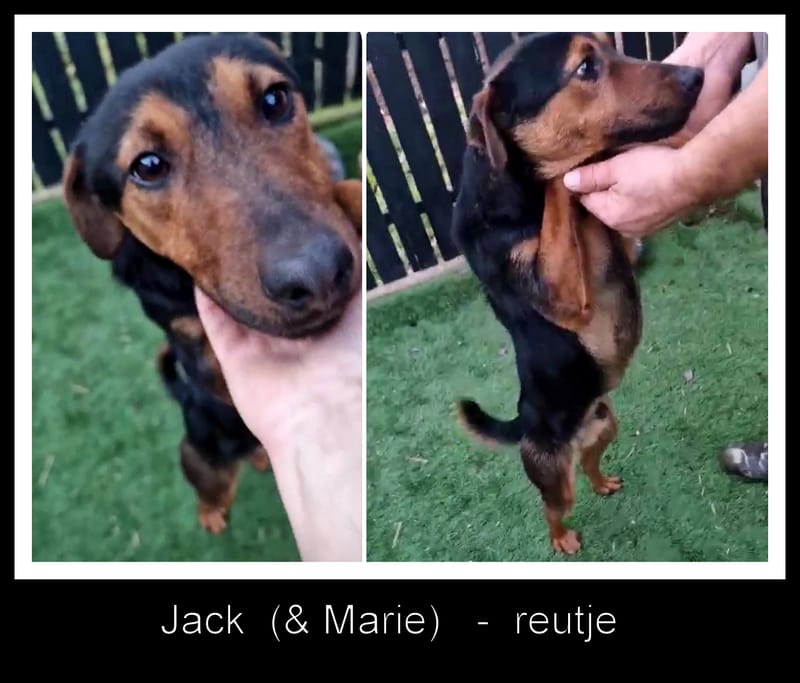 J A C K  &  M A R I E K E ***  GEADOPTEERD IN UK ***