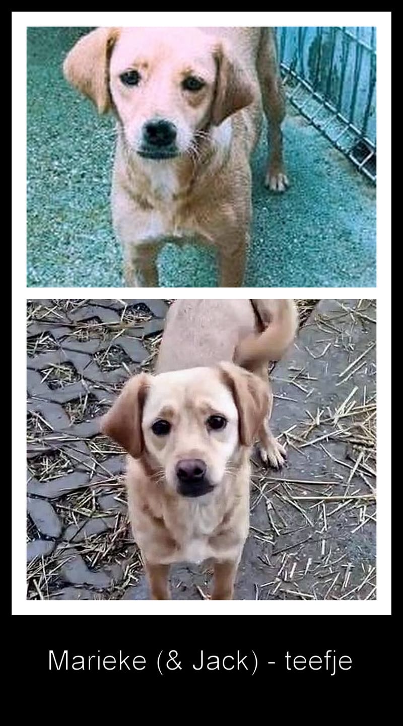 J A C K  &  M A R I E K E ***  GEADOPTEERD IN UK ***