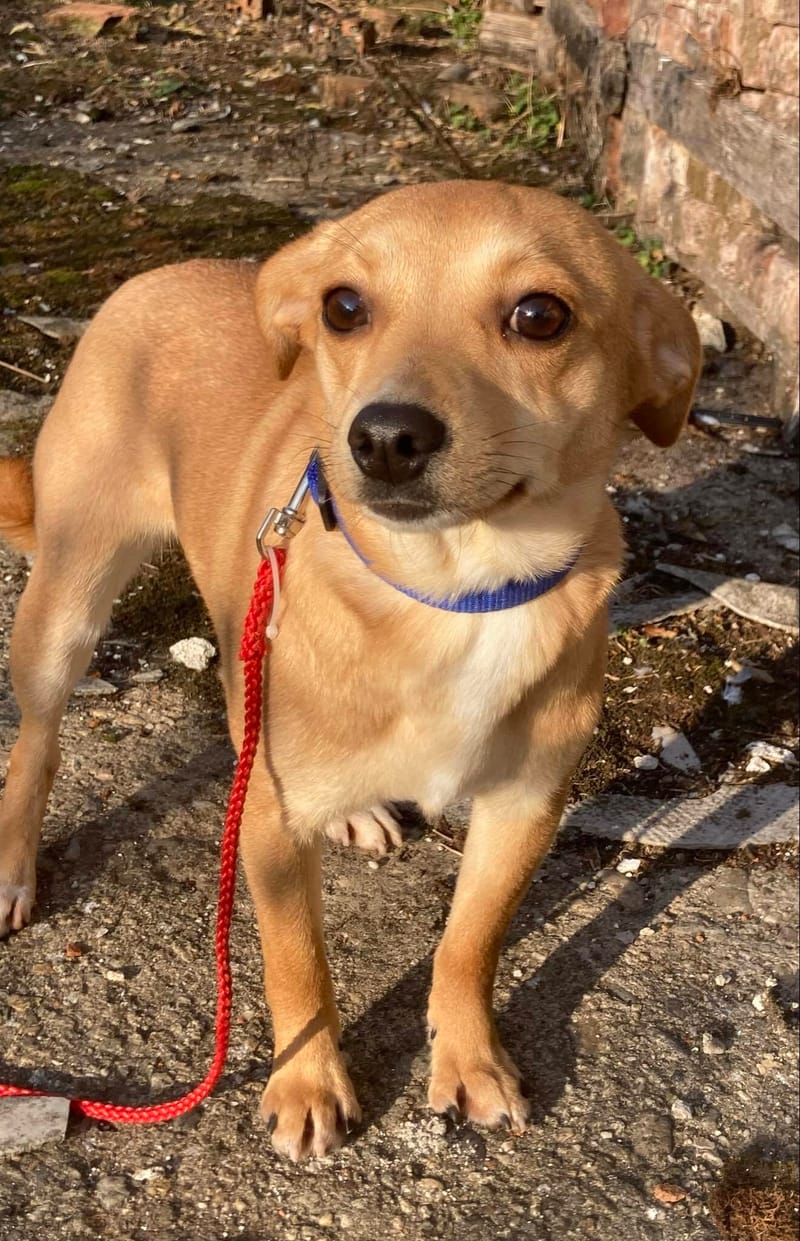 C A M I L L E *** G E A D O P T E E R D IN UK ***