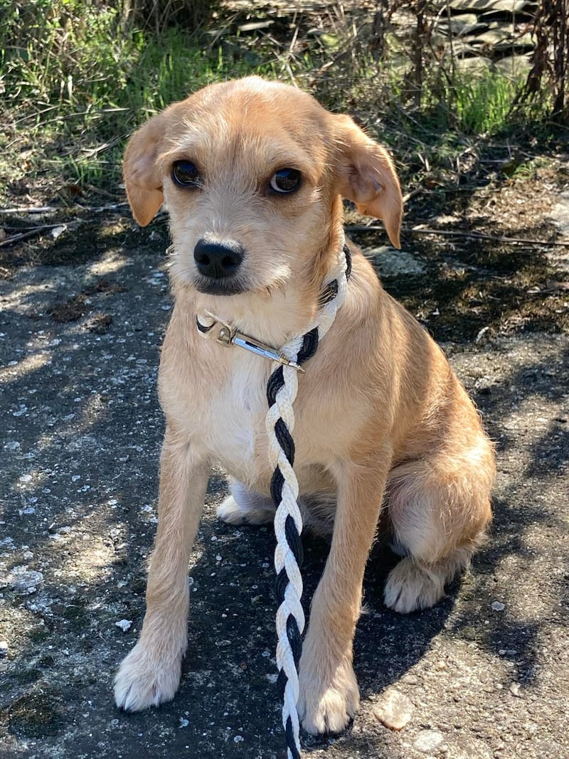 J A S M I N E    ***  G E A D O P T E E R D  IN  UK ***